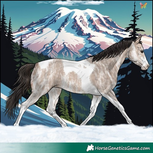 Horse Color:Bay Ice Dun Sabino Tobiano 