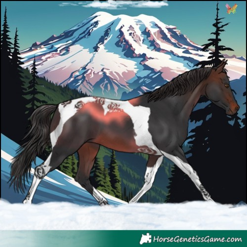 Horse Color:Brown Tobiano 