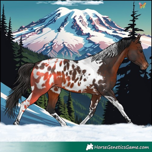 Horse Color:Brown Tobiano Appaloosa