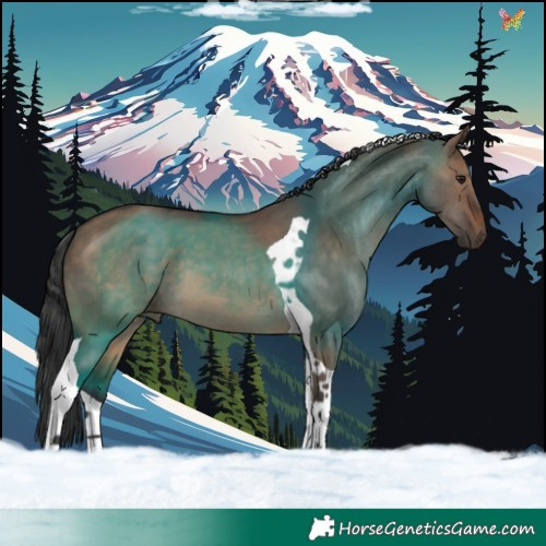 Horse Color:Brown Dun Tobiano 