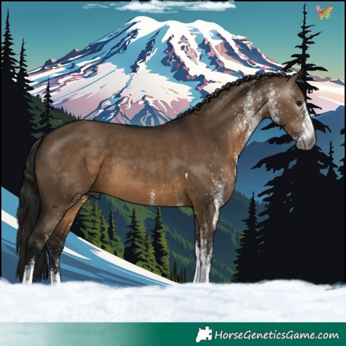 Horse Color:Gray White Spotted Bay Dun Tobiano 