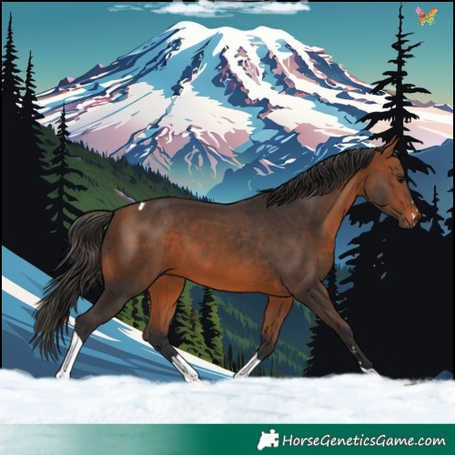 Horse Color:Bay Tobiano