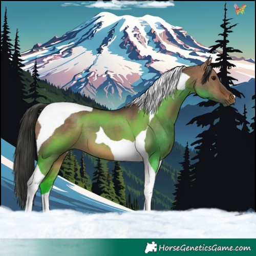 Horse Color:Brown Dun Tobiano