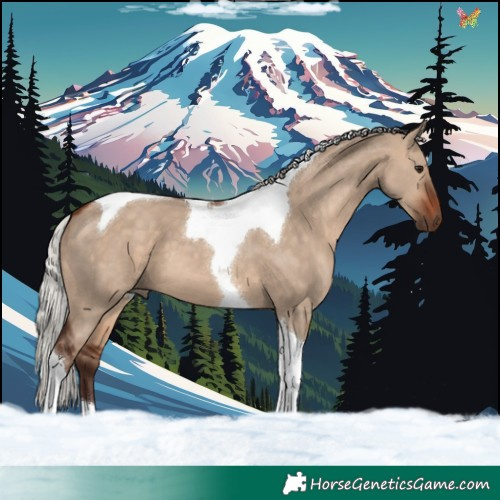 Horse Color:Silver Brown Dun Tobiano