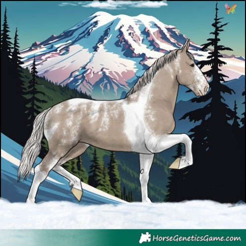 Horse Color:Powder White Silver Grullo Tobiano