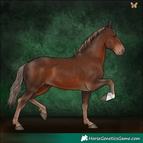 Horse Color:Liver Chestnut 