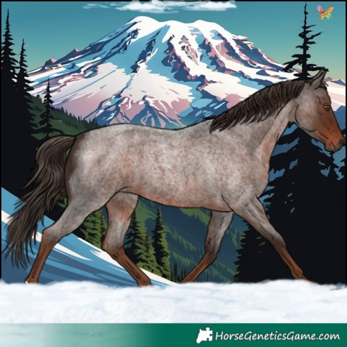 Horse Color:Liver Red Roan