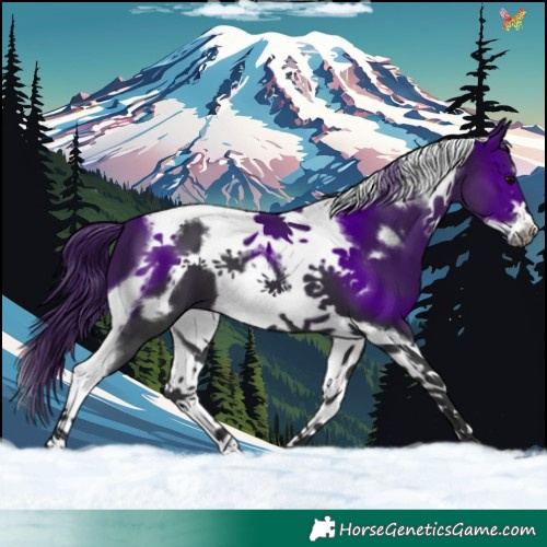 Horse Color:Black Tobiano Frame