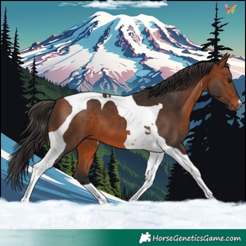 Horse Color:Bay Tobiano 