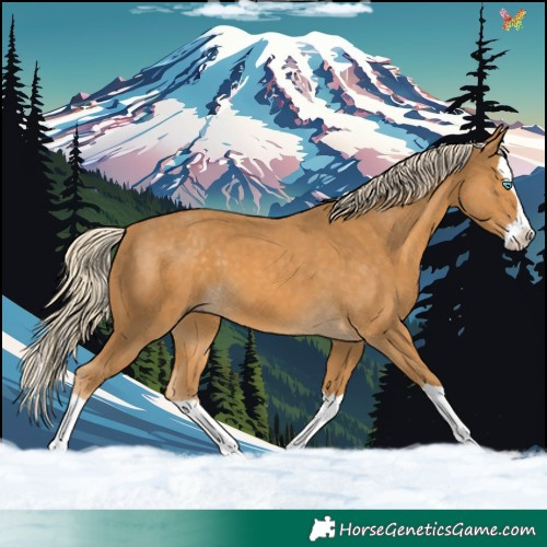 Horse Color:Palomino Splash 