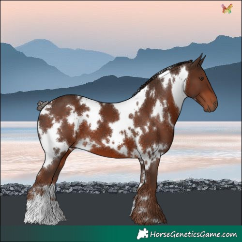 Horse Color:White Spotted Liver Chestnut 