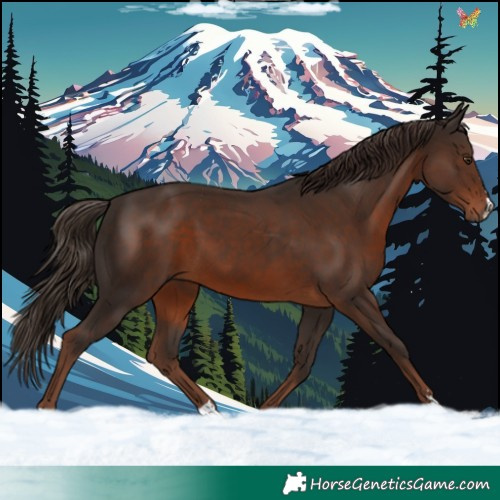 Horse Color:Liver Chestnut 