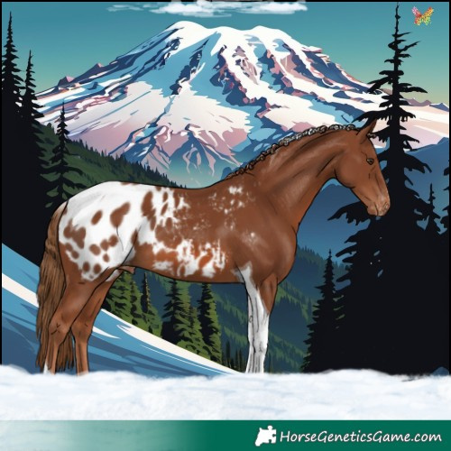 Horse Color:Chestnut Tobiano Blanket 