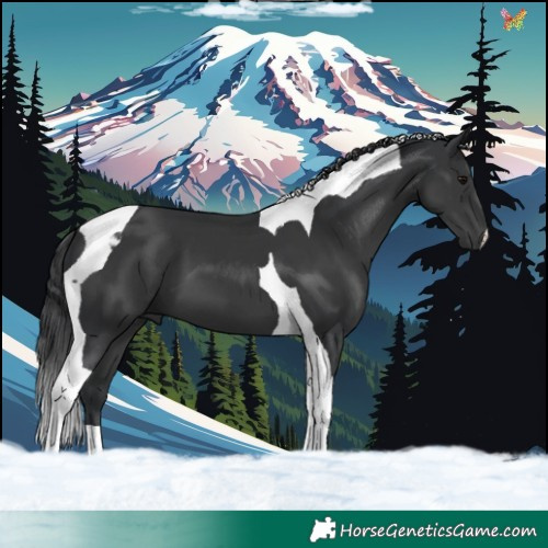 Horse Color:Black Tobiano