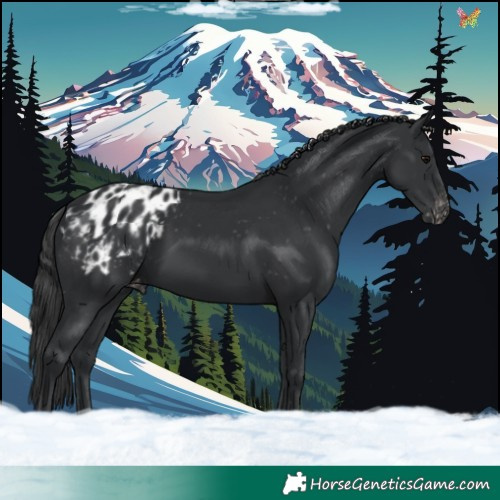 Horse Color:Black Appaloosa 