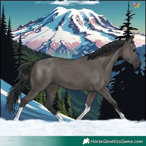 Horse Color:Grullo Tobiano 