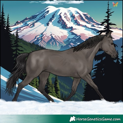 Horse Color:Smoky Grullo 