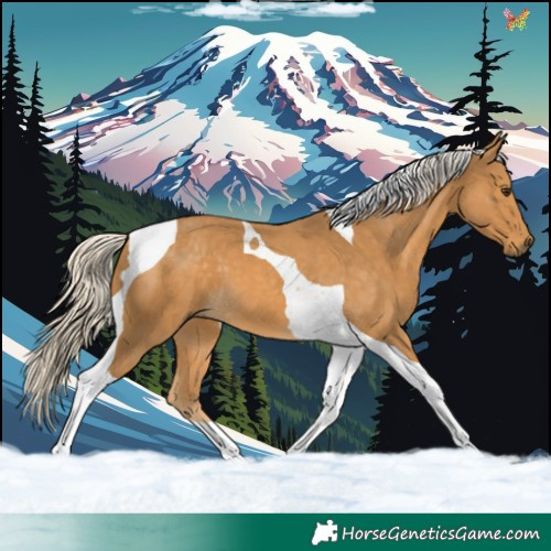 Horse Color:Palomino Tobiano 