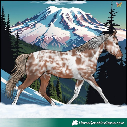 Horse Color:White Spotted Chestnut Ice Tobiano 