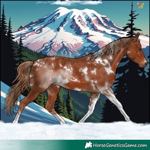 Horse Color:White Spotted Chestnut Tobiano