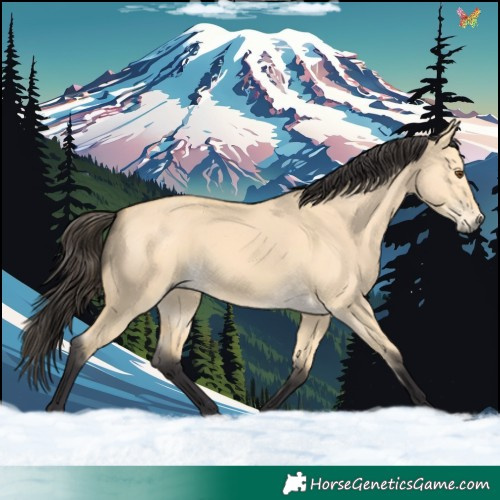 Horse Color:Buckskin Dun 