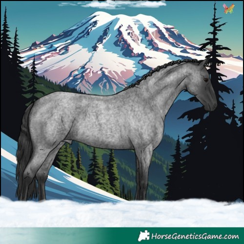 Horse Color:Blue Roan 