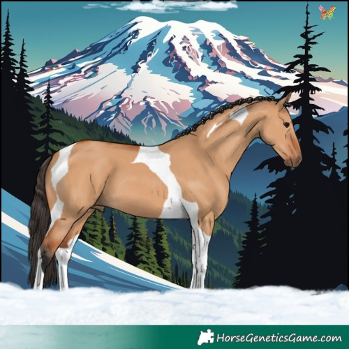 Horse Color:Bay Dun Tobiano