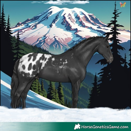 Horse Color:Black Blanket 