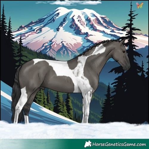 Horse Color:Grullo Tobiano 