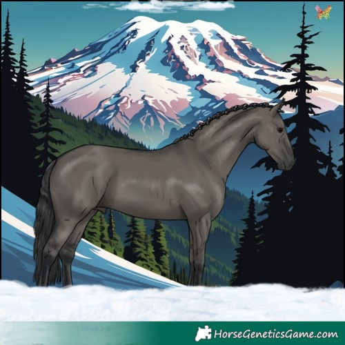 Horse Color:Grullo 