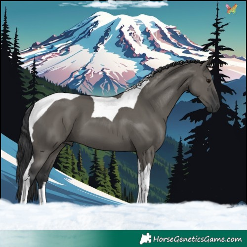 Horse Color:Grullo Tobiano 