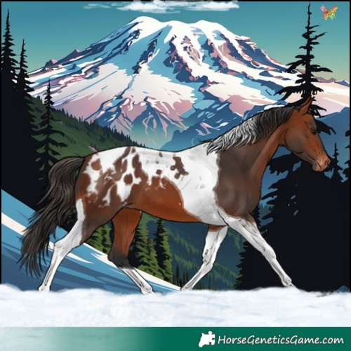 Horse Color:Bay Tobiano Appaloosa 