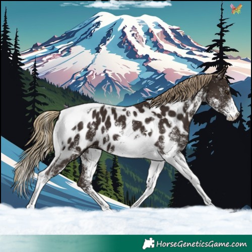 Horse Color:White Spotted Liver Chestnut Tobiano Near Leopard 
