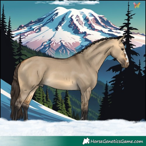 Horse Color:Buckskin Dun