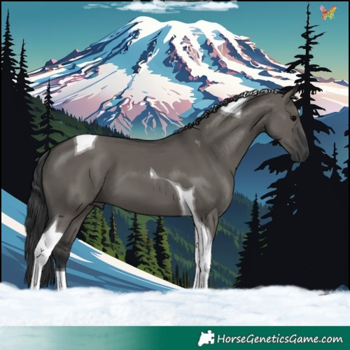 Horse Color:Grullo Tobiano 