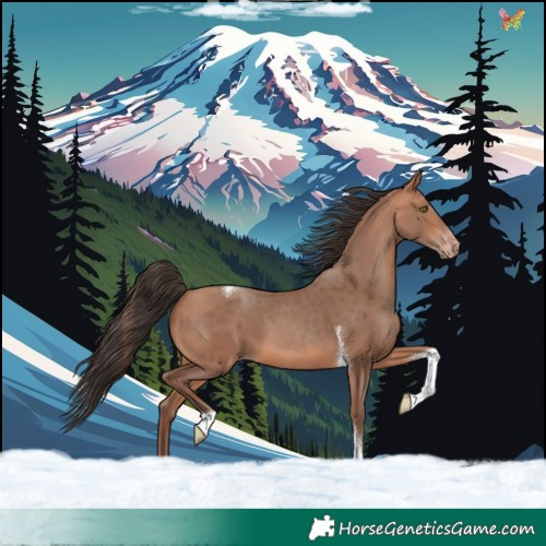 Horse Color:Amber Champagne Tobiano 