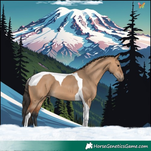 Horse Color:Bay Dun Tobiano 