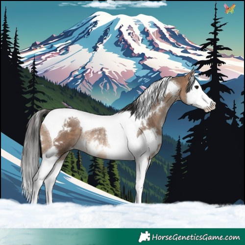 Horse Color:White Spotted Bay Dun Splash Tobiano Rabicano
