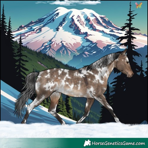Horse Color:White Spotted Brown Dun Rabicano 