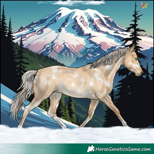 Horse Color:White Spotted Palomino Roan Dun Rabicano