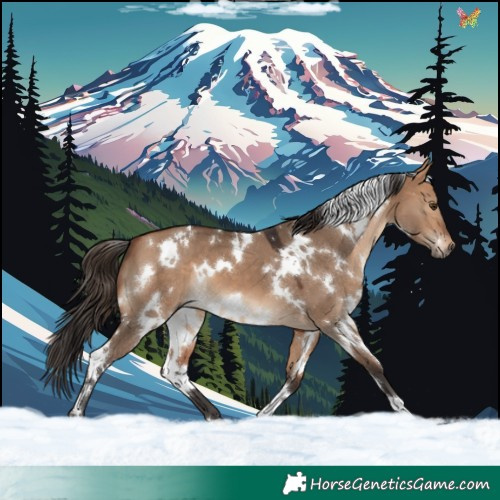 Horse Color:White Spotted Bay Dun 
