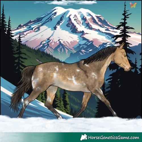 Horse Color:White Spotted Buckskin Dun Rabicano 