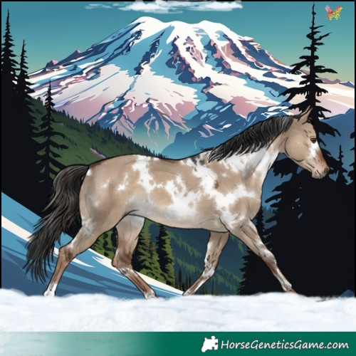 Horse Color:White Spotted Liver Red Dun 