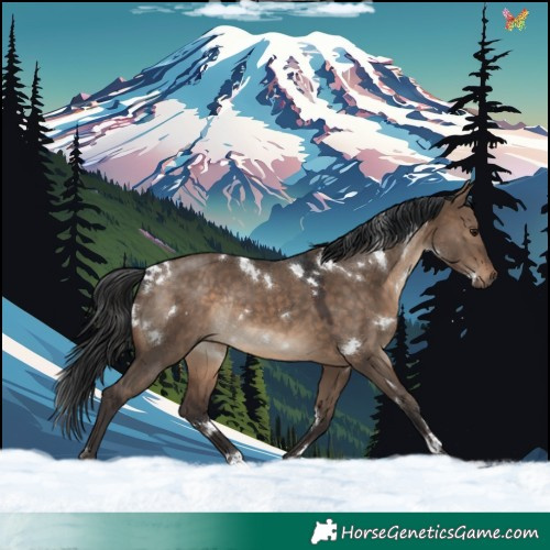 Horse Color:White Spotted Brown Dun Rabicano