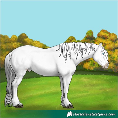 Horse Color:Black Tobiano Frame 