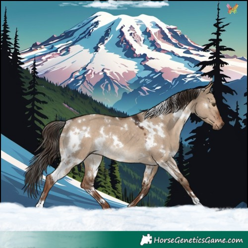 Horse Color:White Spotted Liver Red Dun Rabicano