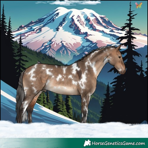 Horse Color:White Spotted Bay Dun Rabicano 