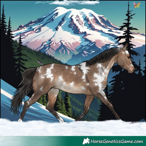 Horse Color:White Spotted Brown Dun Rabicano 
