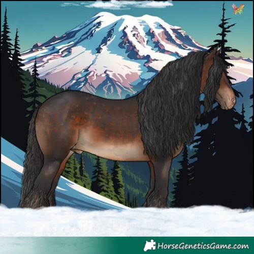 Horse Color:Brown Appaloosa 