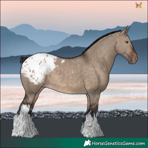 Horse Color:White Spotted Brown Dun Blanket 
